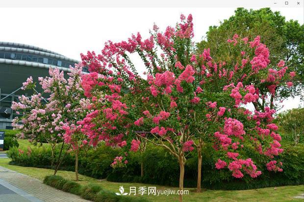 南陽(yáng)苗木基地，紫薇綠化苗怎么修剪？(圖2)