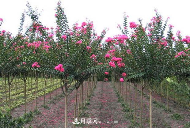 南陽(yáng)苗木基地，紫薇綠化苗怎么修剪？(圖3)