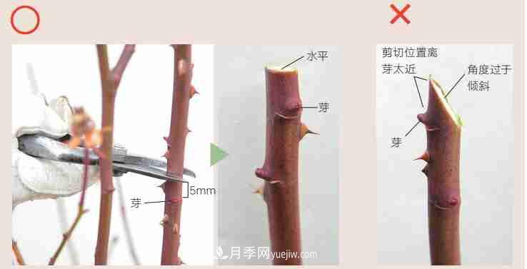 月季栽培養(yǎng)護(hù)指南，手把手教你冬季大花月季的修剪方法(圖3)