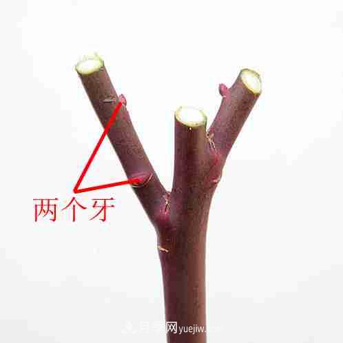 月季栽培養(yǎng)護(hù)指南，手把手教你冬季大花月季的修剪方法(圖8)