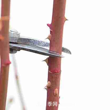 月季栽培養(yǎng)護(hù)指南，手把手教你冬季大花月季的修剪方法(圖7)