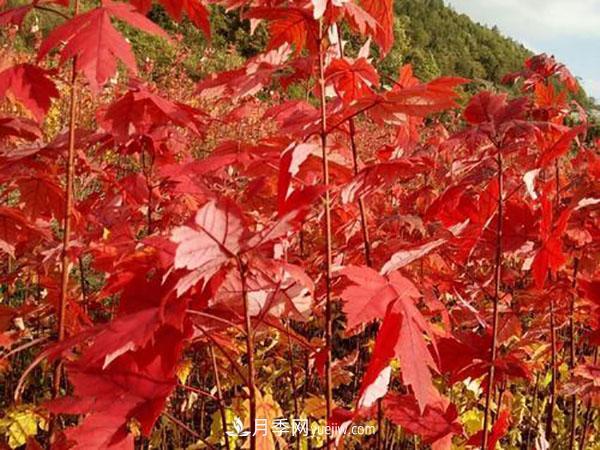南陽苗木，美國紅楓管理知識介紹(圖3)