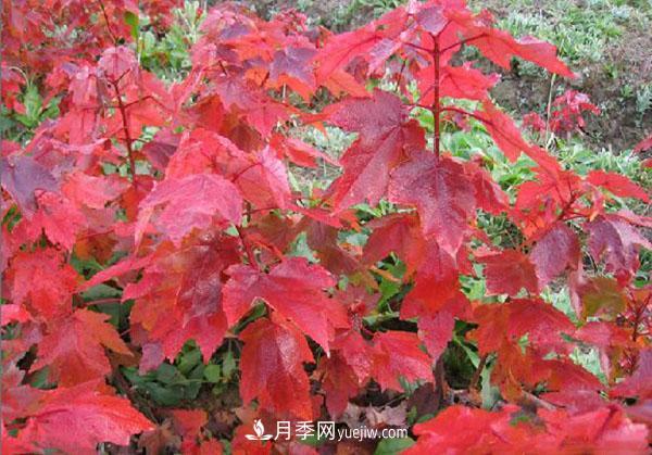 南陽苗木，美國紅楓管理知識介紹(圖1)