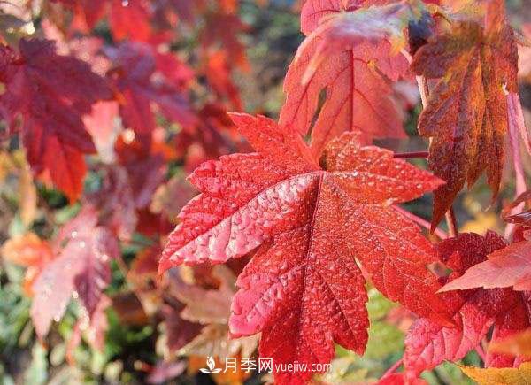 南陽苗木，美國紅楓管理知識介紹(圖2)