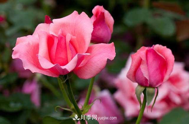 網(wǎng)購(gòu)月季花木的巨坑，你們踩了幾回！(圖1)
