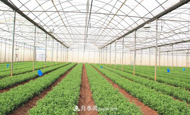 2020年云南“10大名花”千萬元獎(jiǎng)勵(lì)，多個(gè)月季種苗獲獎(jiǎng)(圖2)