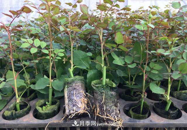 2020年云南“10大名花”千萬元獎(jiǎng)勵(lì)，多個(gè)月季種苗獲獎(jiǎng)(圖3)