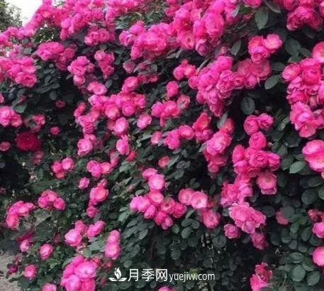 不用糾結(jié)藤本月季開花量少，你還沒試試這三個小型藤本月季(圖3)
