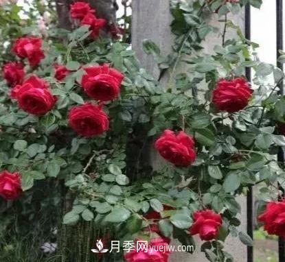 不用糾結(jié)藤本月季開花量少，你還沒試試這三個小型藤本月季(圖1)
