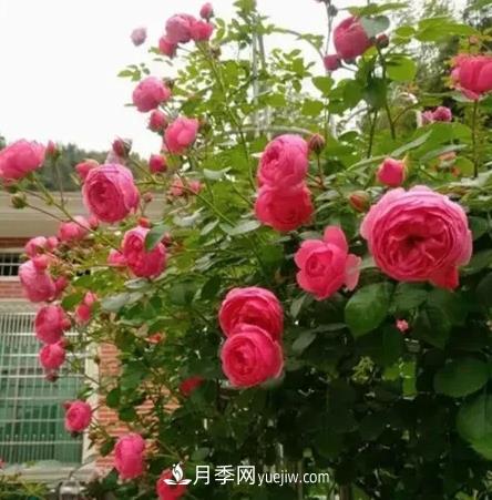 不用糾結(jié)藤本月季開花量少，你還沒試試這三個小型藤本月季(圖2)