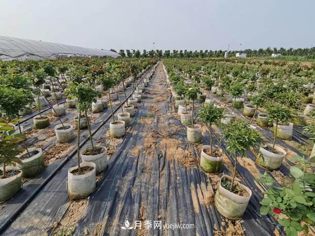 南陽苗木人，如何讓你的苗圃成為客戶眼中的“香餑餑”？(圖1)