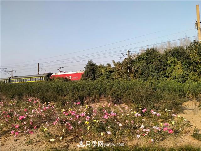 漯河月季：初冬的月季傲嬌如春！(圖1)