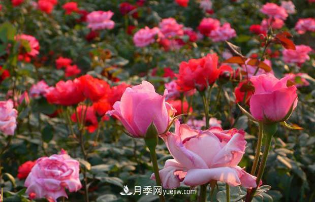 種植月季花必須使用營養(yǎng)土嗎？(圖1)