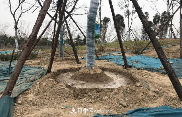 園林人有疑惑，苗木移植之后是先搭支撐還是先澆水？(圖1)