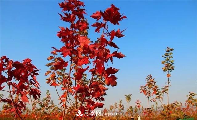 美國紅楓，南陽苗木人為什么要挺這個樹種？(圖2)