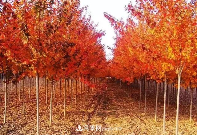 美國紅楓，南陽苗木人為什么要挺這個樹種？(圖1)