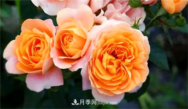 3個***不容錯過的月季品種，顏值高香氣濃，養(yǎng)護簡單開花多(圖1)