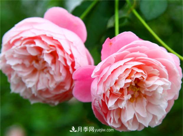 3個***不容錯過的月季品種，顏值高香氣濃，養(yǎng)護簡單開花多(圖3)