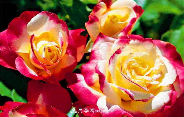 3個***不容錯過的月季品種，顏值高香氣濃，養(yǎng)護簡單開花多(圖2)