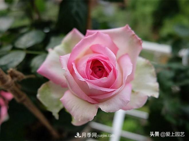 美貌與香味共存，抗病與長(zhǎng)勢(shì)雙強(qiáng)，卻沒有火起來的月季(圖1)