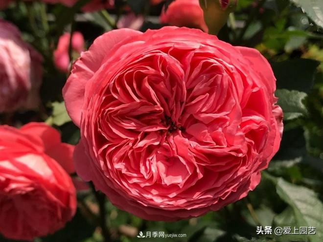 美貌與香味共存，抗病與長(zhǎng)勢(shì)雙強(qiáng)，卻沒有火起來的月季(圖2)