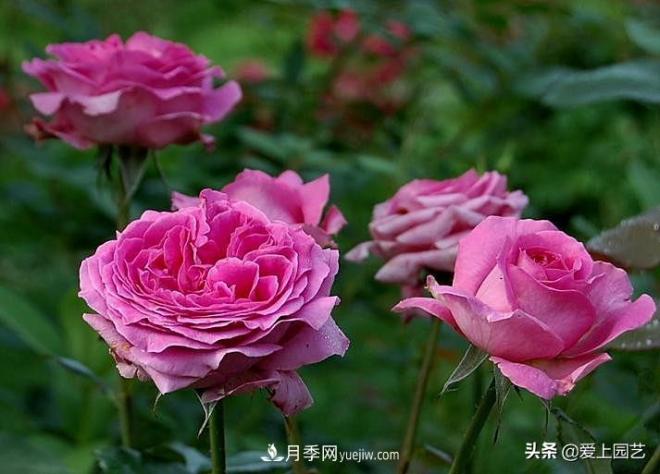 美貌與香味共存，抗病與長(zhǎng)勢(shì)雙強(qiáng)，卻沒有火起來的月季(圖3)