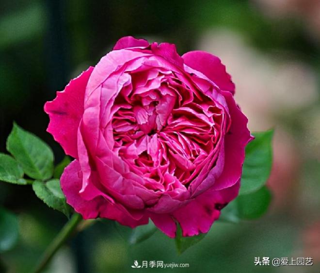 美貌與香味共存，抗病與長(zhǎng)勢(shì)雙強(qiáng)，卻沒有火起來的月季(圖4)