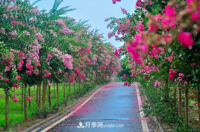 紫薇樹上常見的白粉病，應該怎么防治？(圖1)