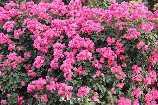***值得栽的10種藤本月季，每一種都很優(yōu)秀(圖2)