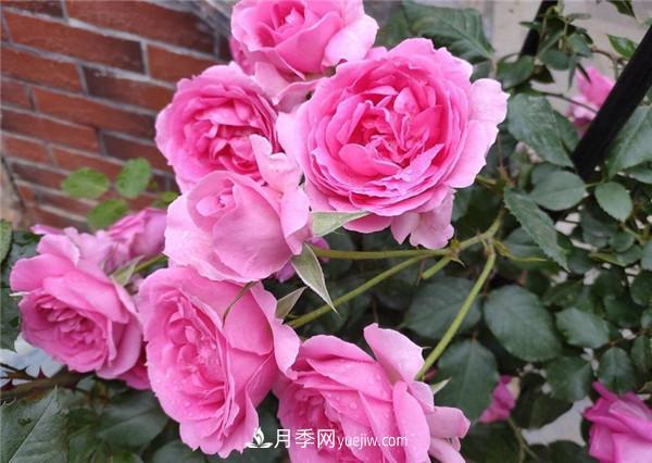 ***值得栽的10種藤本月季，每一種都很優(yōu)秀(圖1)
