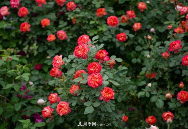 ***值得栽的10種藤本月季，每一種都很優(yōu)秀(圖8)