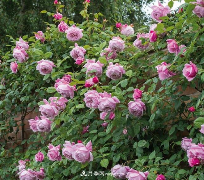 ***值得栽的10種藤本月季，每一種都很優(yōu)秀(圖6)