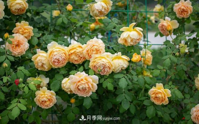 ***值得栽的10種藤本月季，每一種都很優(yōu)秀(圖9)