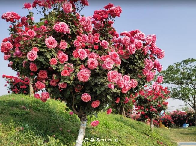 種了棵月季樹，花開幾十朵，個(gè)個(gè)比碗大，鄰居天天惦記(圖2)