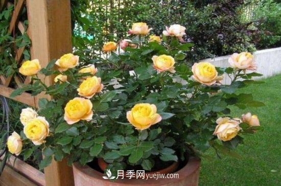 月季花長(zhǎng)蚜蟲怎么辦？5個(gè)治療方法輕松解決(圖1)