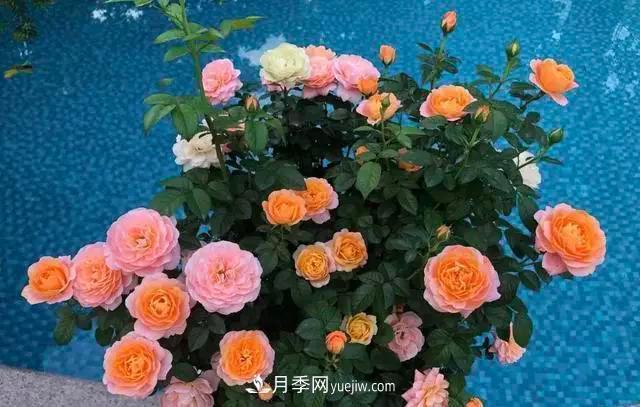 讓月季“秋花”多？學(xué)會(huì)正確“追肥”的方法，事半功倍(圖1)