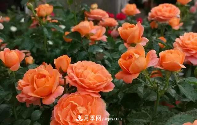 讓月季“秋花”多？學(xué)會(huì)正確“追肥”的方法，事半功倍(圖3)