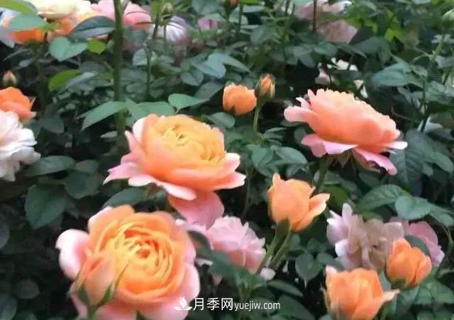 讓月季“秋花”多？學(xué)會(huì)正確“追肥”的方法，事半功倍(圖2)