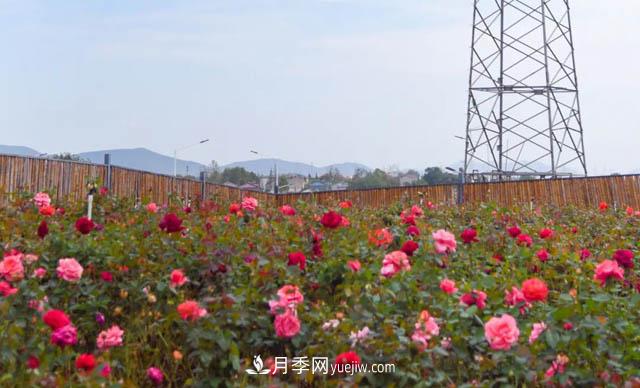 初冬賞花何處去？南京江寧這個近400畝的月季花海，趕緊安排！(圖2)