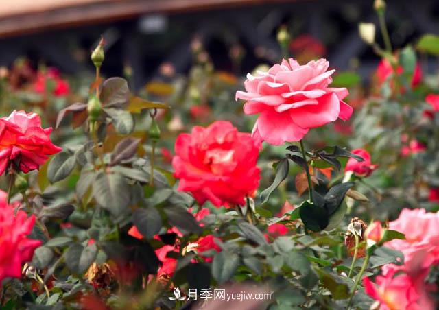 初冬賞花何處去？南京江寧這個近400畝的月季花海，趕緊安排！(圖1)