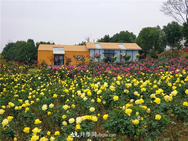 初冬賞花何處去？南京江寧這個近400畝的月季花海，趕緊安排！(圖3)