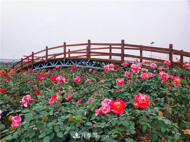 初冬賞花何處去？南京江寧這個近400畝的月季花海，趕緊安排！(圖6)