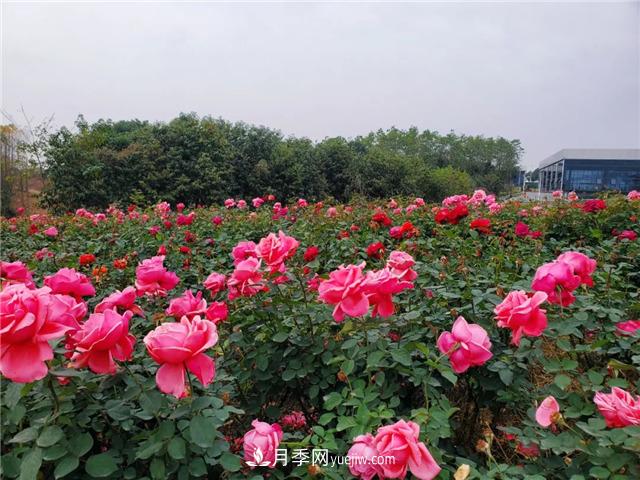 初冬賞花何處去？南京江寧這個近400畝的月季花海，趕緊安排！(圖4)