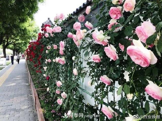 西安長安街數(shù)百米月季“網(wǎng)紅墻” 鮮花怒放(圖1)