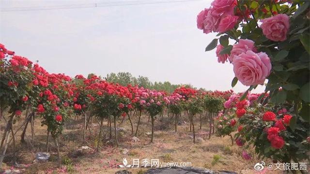 肥西縣三河鎮(zhèn)百畝樹(shù)狀月季園：花開(kāi)正艷，產(chǎn)業(yè)增收(圖2)