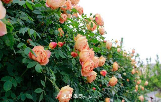 信陽(yáng)百花園的香水月季花廊真美(圖3)