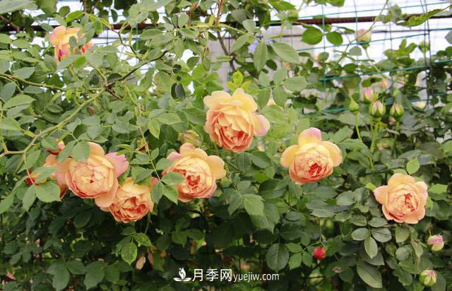 信陽(yáng)百花園的香水月季花廊真美(圖2)