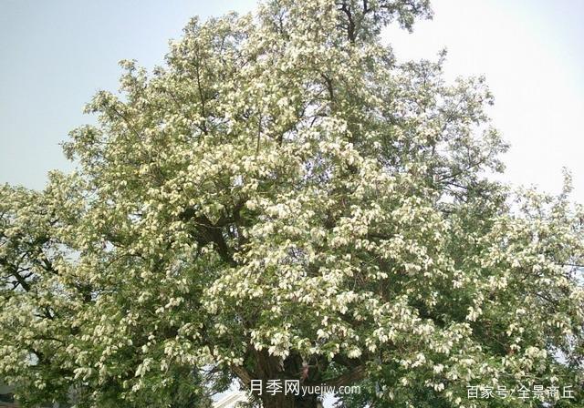 商丘的“市花”和“市樹”是什么，你能想到了(圖4)