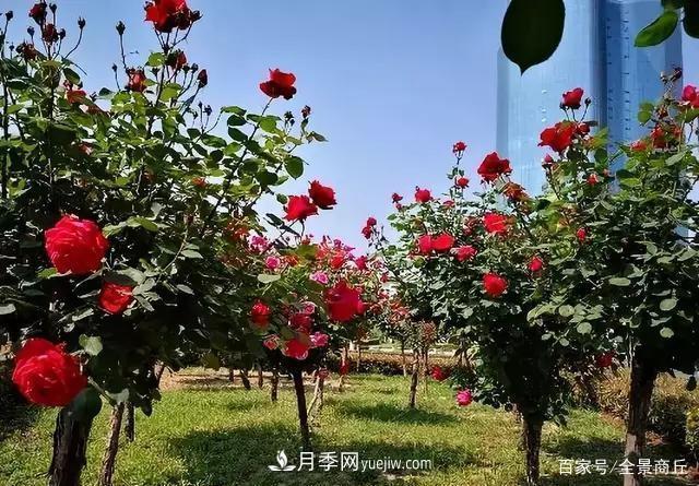 商丘的“市花”和“市樹”是什么，你能想到了(圖3)