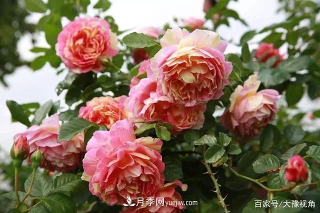 河南省各市市花，洛陽牡丹***出名，月季***受歡迎(圖1)